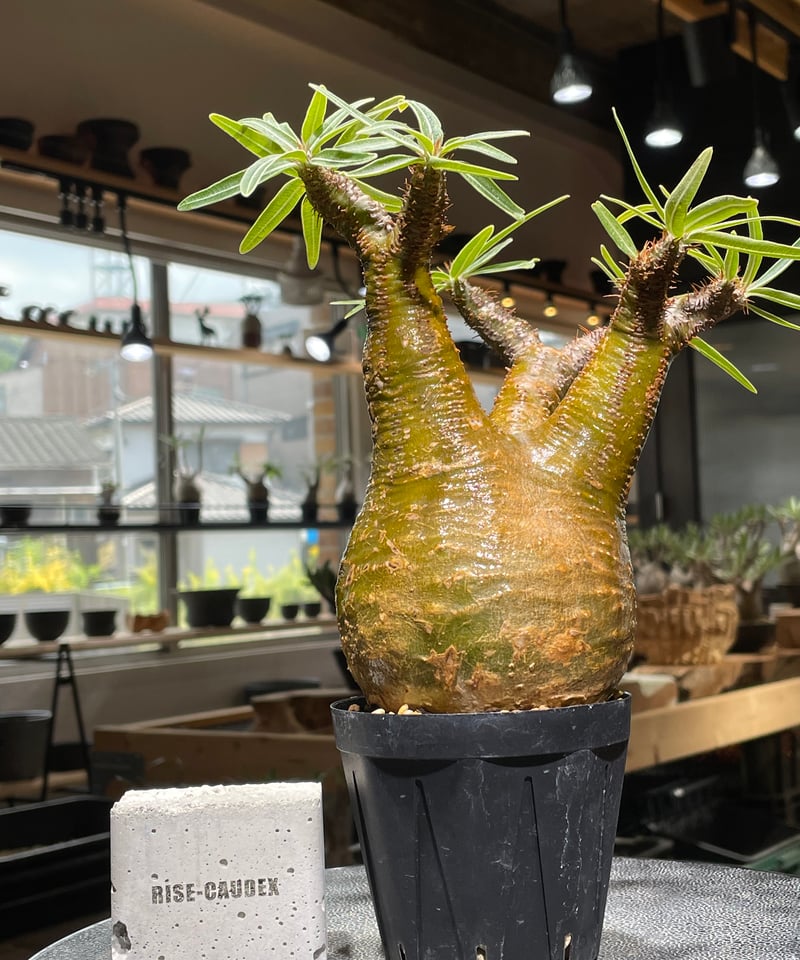 パキポディウム グラキリス　発根済み パキポディウム グラキリス Pachypodium gracilius 発根済 (gk-54