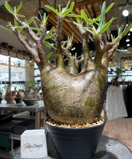 CATEGORY Pachypodium gracilius(パキポディウム グラキリス) |