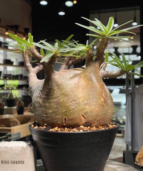 パキポディウム グラキリス　Pachypodium gracilius 　発根済　(gk-494）