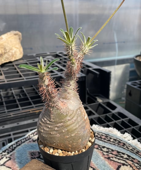 パキポディウム グラキリス　Pachypodium gracilius 　発根済　(gk-415)