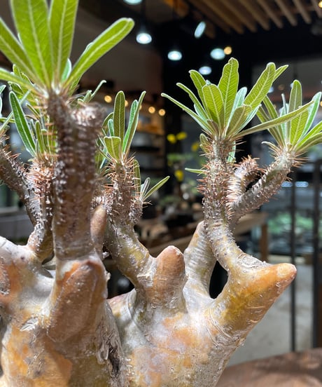 パキポディウム グラキリス　Pachypodium gracilius 　発根済　(gk-262)