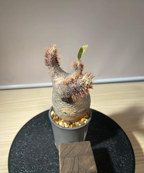 パキポディウム グラキリス　Pachypodium gracilius 　発根済　(商品番号gk-110valiem)VALIEM  (VALIEMタグ付き)