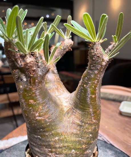 パキポディウム グラキリス　Pachypodium gracilius 　発根済　(gk-399)