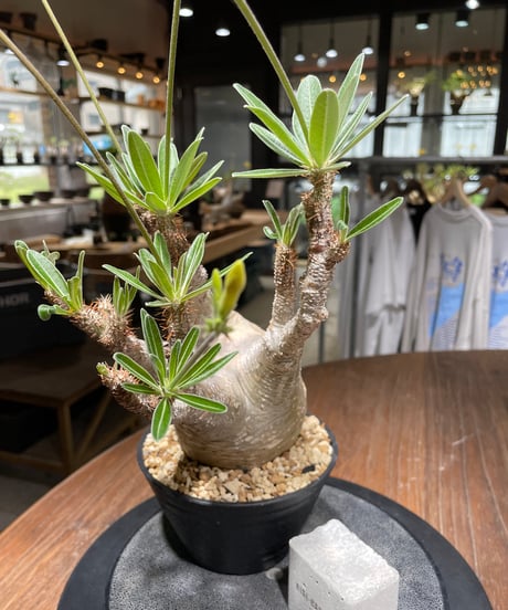 パキポディウム グラキリス　Pachypodium gracilius 　発根済　(gk-443）