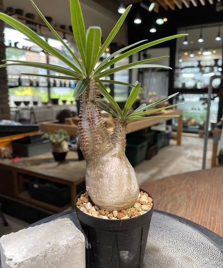 パキポディウム グラキリス　Pachypodium gracilius 　発根済　(gk-486)