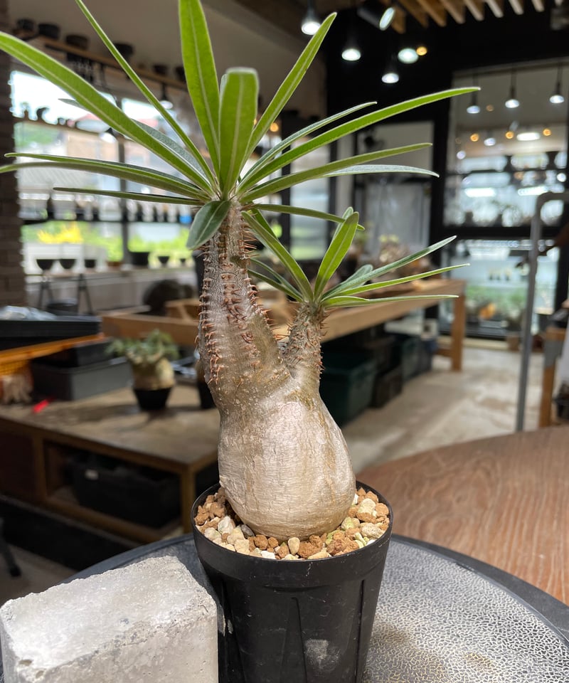 パキポディウム グラキリス Pachypodium gracilius 発根済 (gk-48