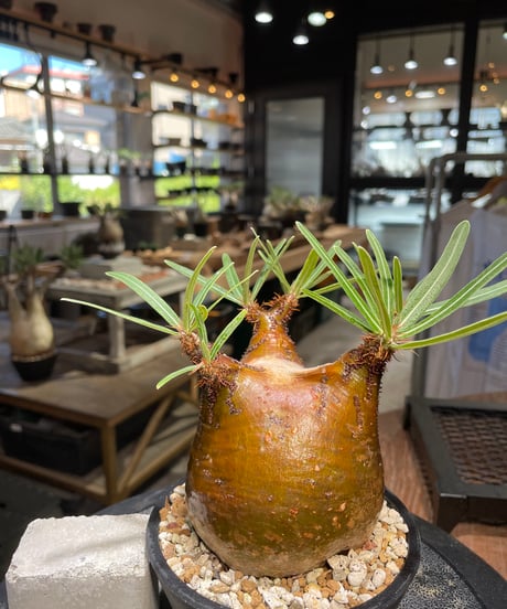 パキポディウム グラキリス　Pachypodium gracilius 　発根済　(gk-510）
