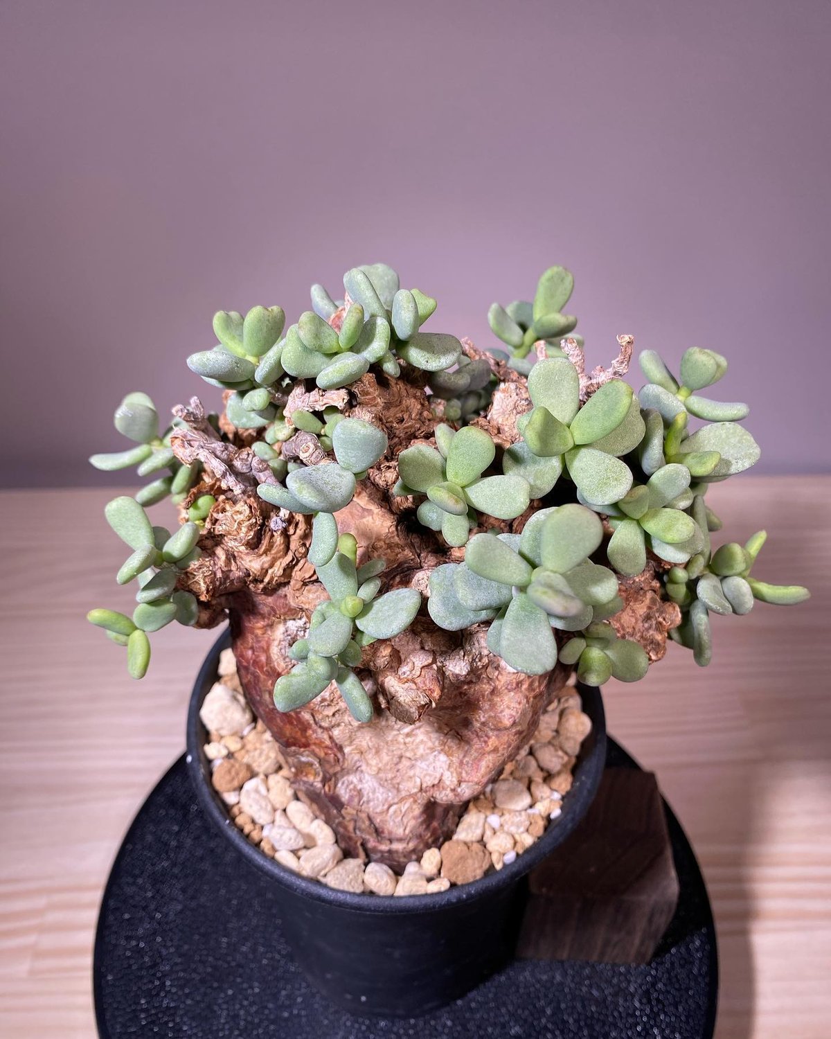 ケラリア ピグマエア／Ceraria pygmaea 発根済 (商品番号pm-5) | RIS