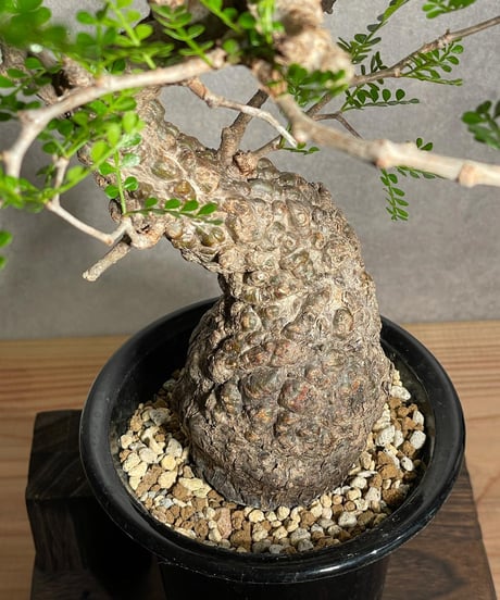 オペルクリカリア パキプス／Operculicarya pachypus　発根済   (塊根幅7cm)　(商品番号PP-18)