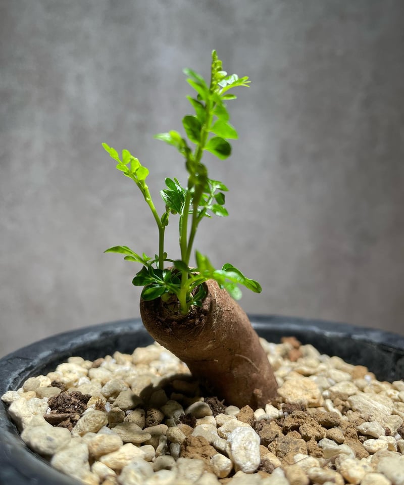 オペルクリカリア パキプス 根差し (商品番号PP-57) | RISE-CAUDEX ONL