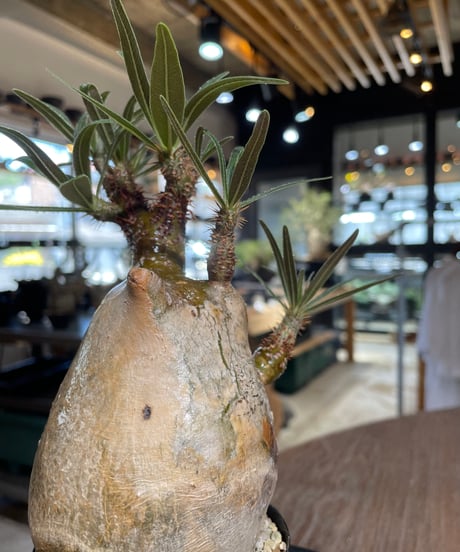 パキポディウム グラキリス　Pachypodium gracilius 　発根済　(gk-548)