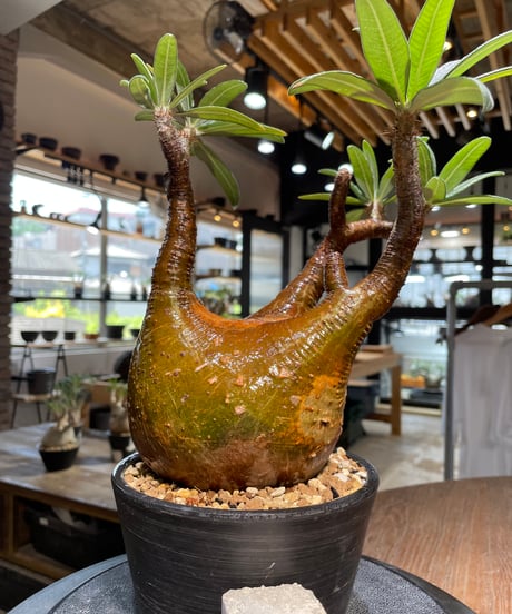 パキポディウム グラキリス　Pachypodium gracilius 　発根済　(gk-483)