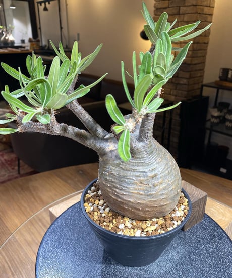 パキポディウム グラキリス　Pachypodium gracilius 　発根済　(塊根幅約12ｃｍ)　(商品番号gk-195)