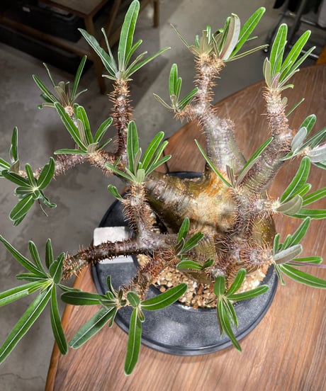 パキポディウム グラキリス　Pachypodium gracilius 　発根済　(gk-537)