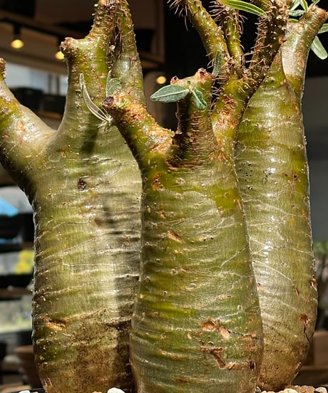 パキポディウム グラキリス　多頭　Pachypodium gracilius 　発根済　(gk-544)