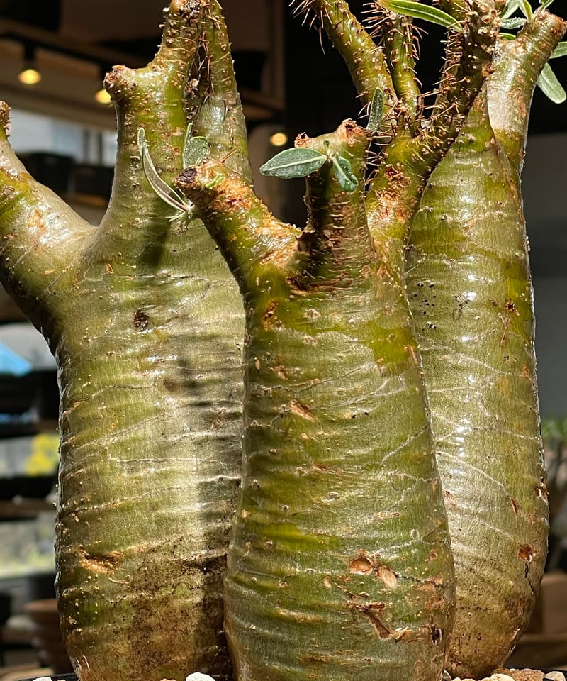 パキポディウム グラキリス 多頭 Pachypodium gracilius 発根済 (gk