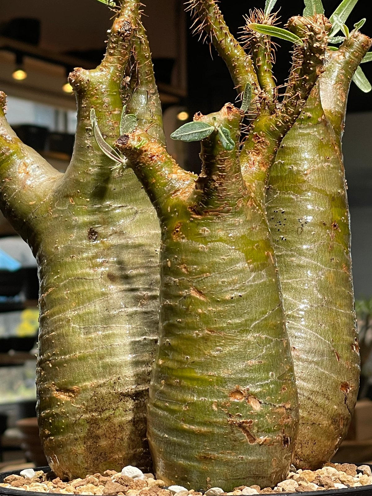 パキポディウムグラキリス 多頭 発根済み パキポディウム グラキリス 多頭 Pachypodium gracilius 発根済 (gk