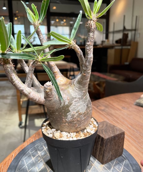 パキポディウム グラキリス　Pachypodium gracilius 　発根済　(gk-384)