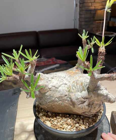 パキポディウム グラキリス　Pachypodium gracilius 　発根済　(gk-201)