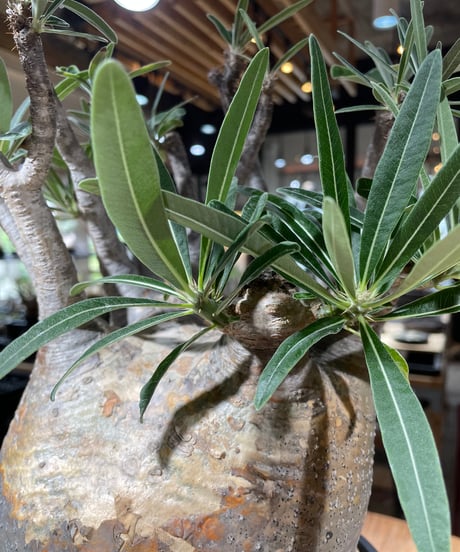 パキポディウム グラキリス　Pachypodium gracilius 　発根済　(gk-347)