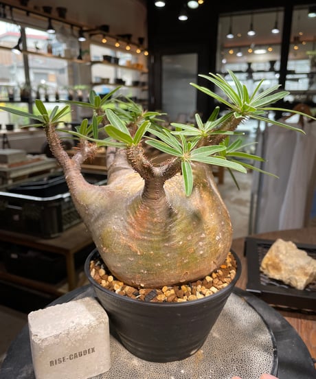 パキポディウム グラキリス　Pachypodium gracilius 　発根済　(gk-494）