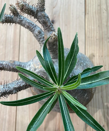 パキポディウム グラキリス　Pachypodium gracilius 　発根済(塊根幅14.5ｃｍ)　(商品番号gk-22)