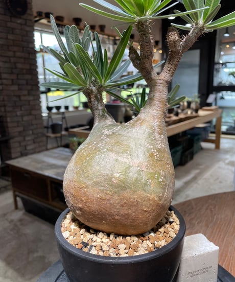 パキポディウム グラキリス　Pachypodium gracilius 　発根済　(gk-479)