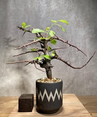 オペルクリカリア パキプス 実生5年株 発根済 (商品番号PP-76valiem