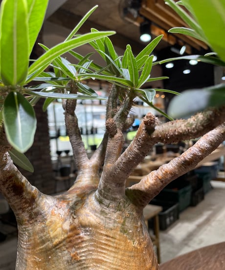 パキポディウム グラキリス　Pachypodium gracilius 　発根済　(gk-478)