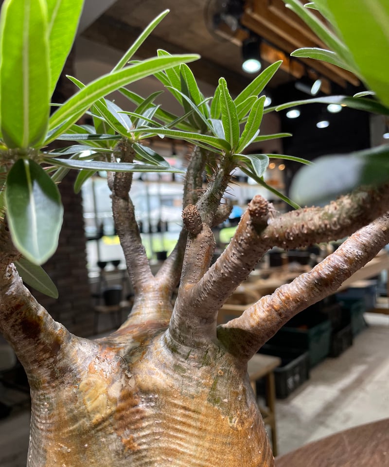 パキポディウム グラキリス Pachypodium gracilius 発根済 (gk-47