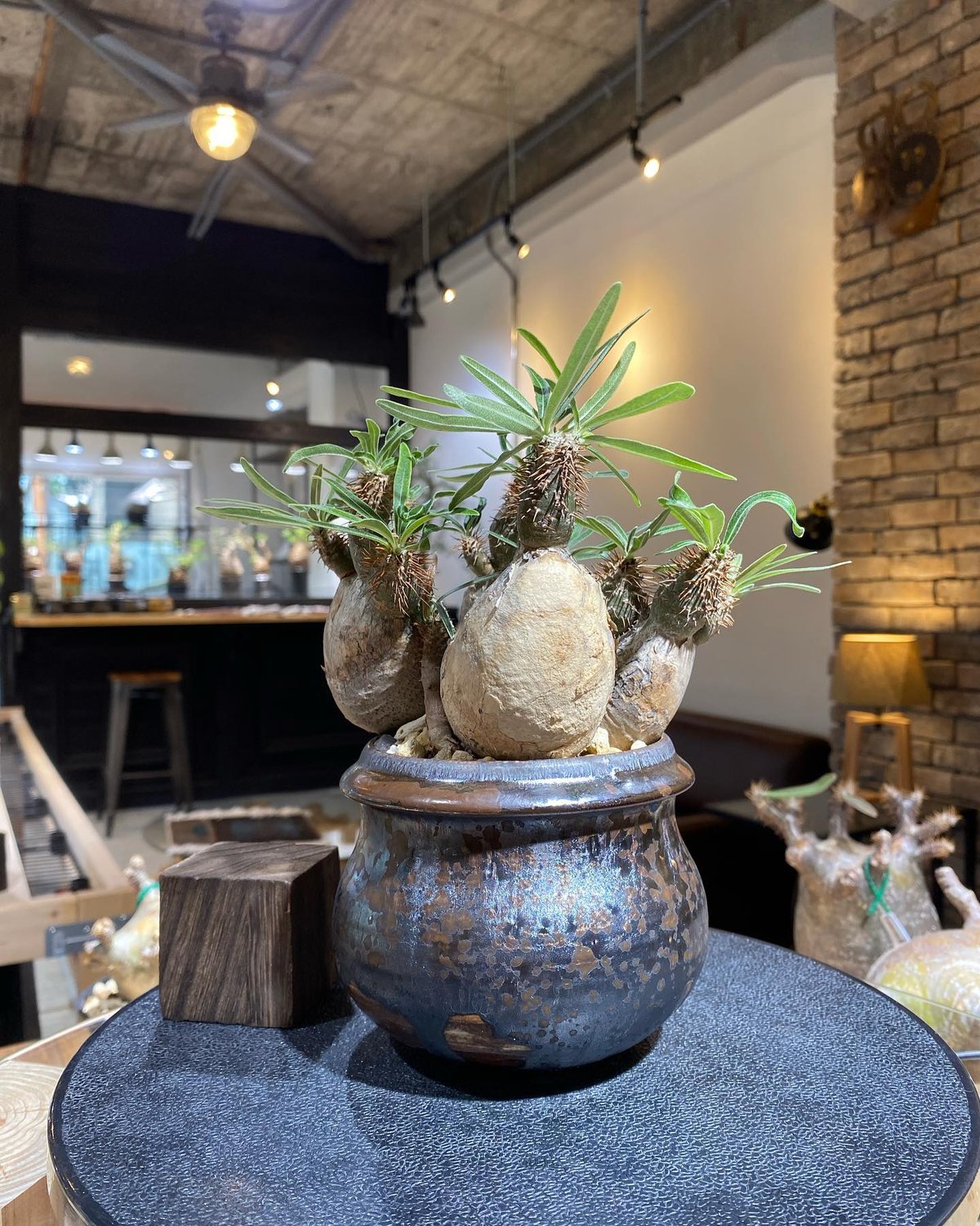 kikko鉢つき 現地球 発根済 パキポディウムグラキリス 良型 雫型