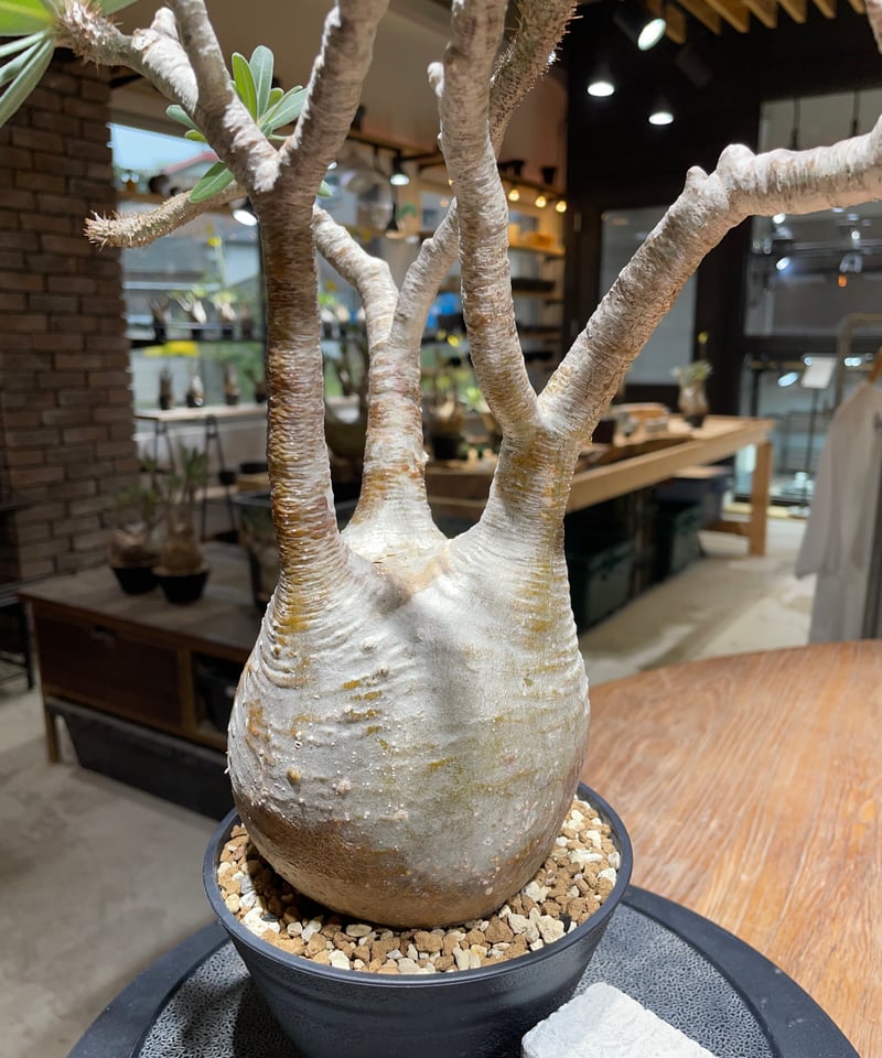 パキポディウム グラキリス Pachypodium gracilius ① Pachypodium Gracilius パキポディウム グラキリス №10 | man