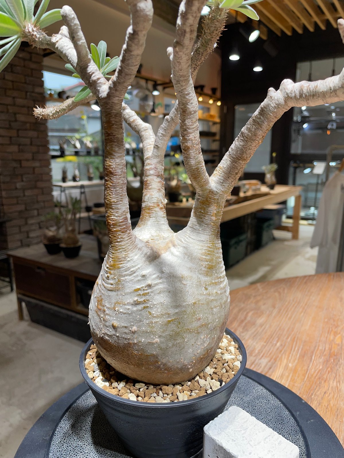 GIRUVI Pachypodium Gracilius グラキリス GIRUVI Pachypodium Gracilius グラキリス パキポディウム