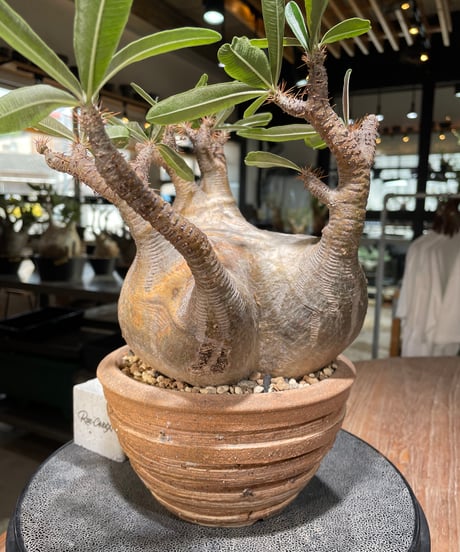 パキポディウム グラキリス　Pachypodium gracilius 　発根済　(gk-561)鉢：姫野翔太