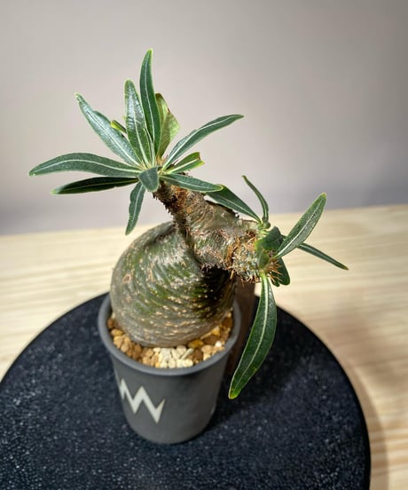 パキポディウム グラキリス　Pachypodium gracilius 　発根済　(商品番号gk-111valiem)VALIEM  (VALIEMタグ付き)