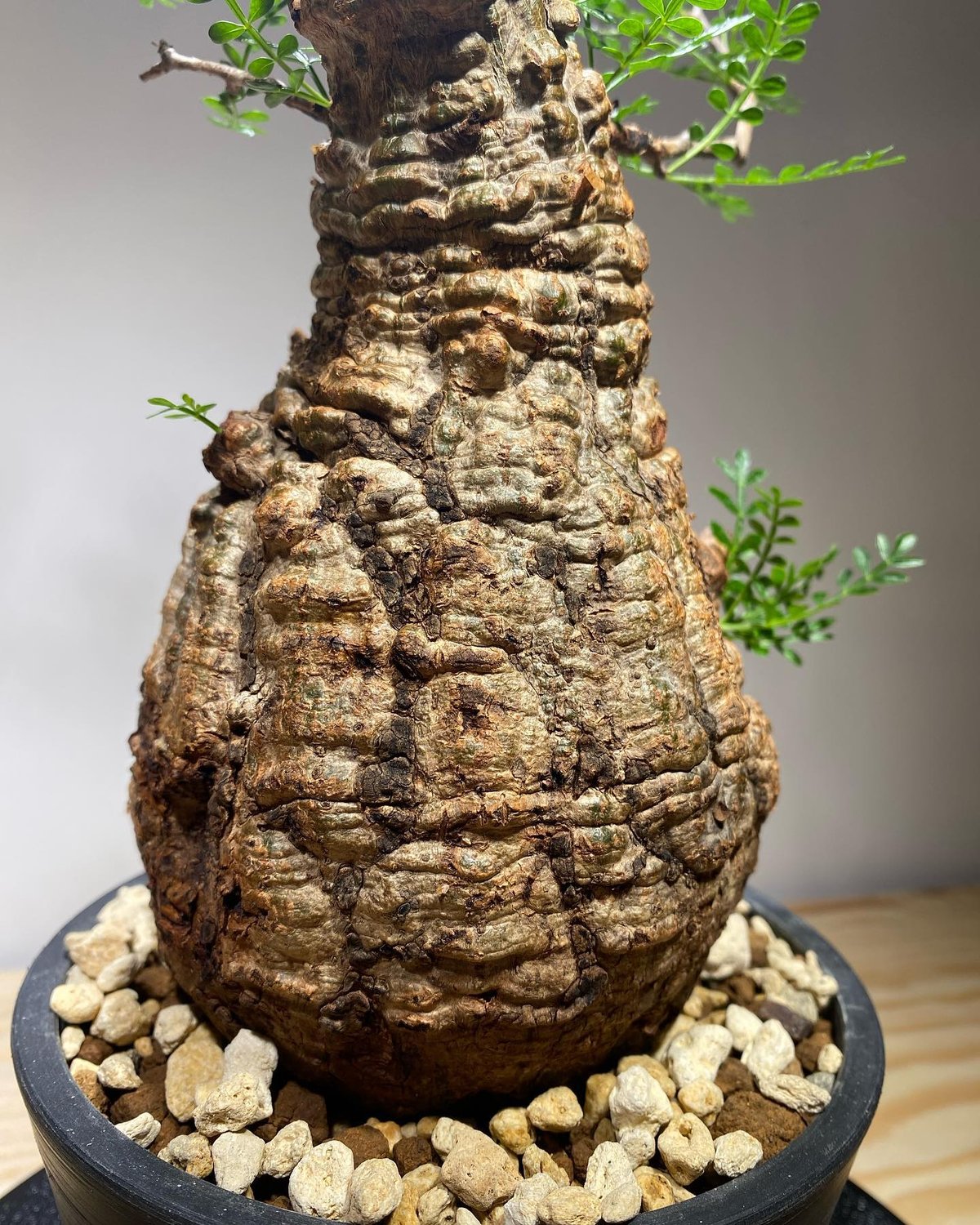 【土日価格】Operculicarya pachypusオペルクリカリアパキプス オペルクリカリア パキプス／Operculicarya pachypus 発根済 (商品番号P