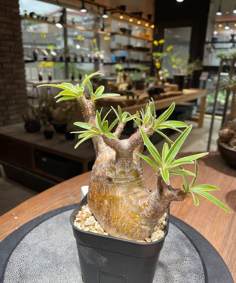 パキポディウム グラキリス　Pachypodium gracilius 　発根済　(gk-421)
