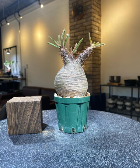 パキポディウム グラキリス　Pachypodium gracilius 　発根済　(商品番号gk-193)