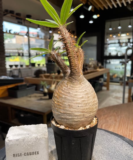 パキポディウム グラキリス　Pachypodium gracilius 　発根済　(gk-488)