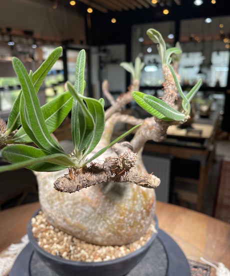パキポディウム グラキリス　Pachypodium gracilius 　発根済　(gk-311)