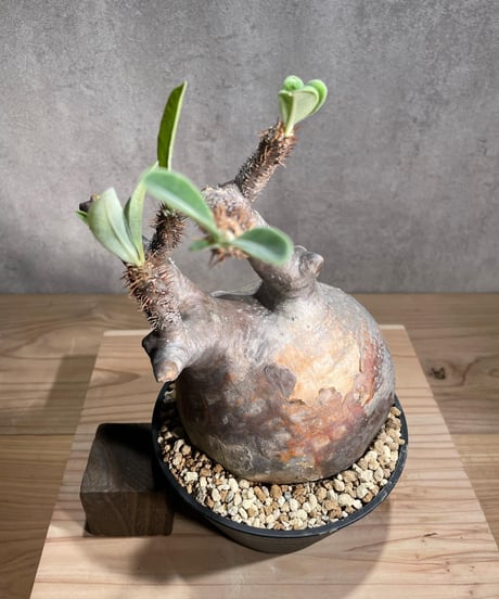 パキポディウム グラキリス　Pachypodium gracilius 　発根済　(商品番号gk-105)