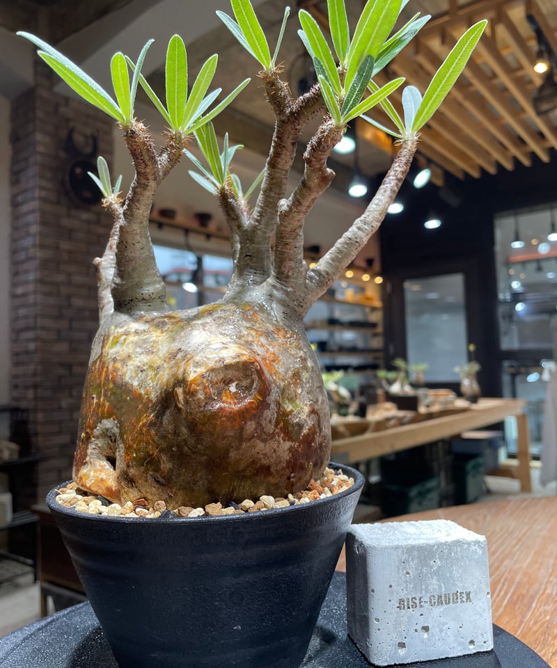 パキポディウム グラキリス Pachypodium gracilius 発根済 (gk-45