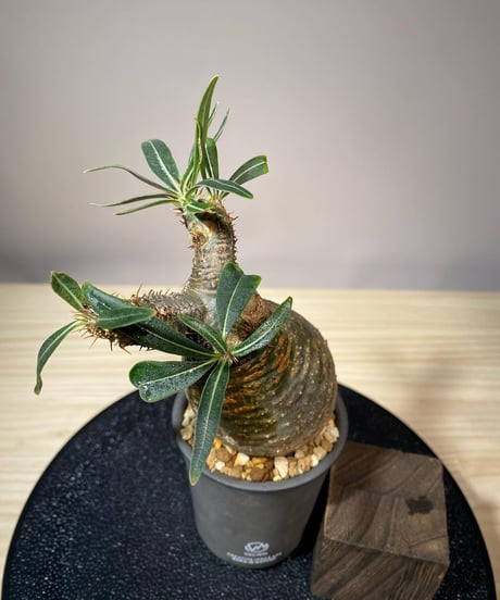 パキポディウム グラキリス　Pachypodium gracilius 　発根済　(商品番号gk-111valiem)VALIEM  (VALIEMタグ付き)