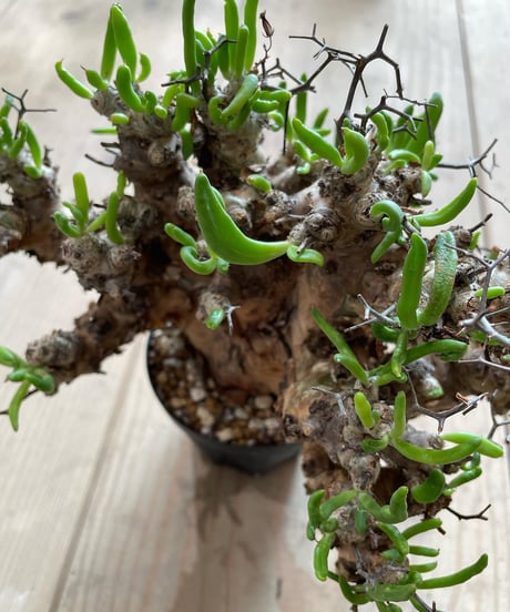 チレコドン レティキュラータス　Tylecodon reticulatus　万物想 　発根済　(商品番号cr-11)