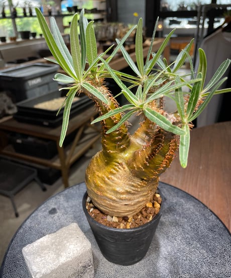 パキポディウム グラキリス　Pachypodium gracilius 　発根済　(gk-521）