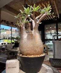 パキポディウム グラキリス　Pachypodium gracilius 　発根済　(gk-498）