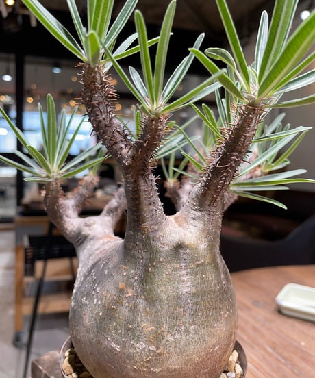 パキポディウム グラキリス　Pachypodium gracilius 　発根済　(gk-405)