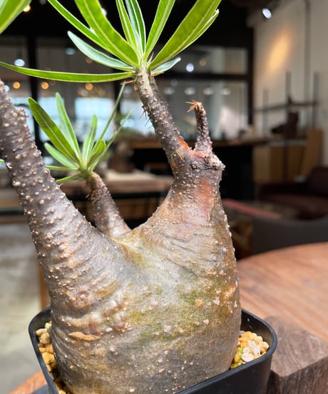 パキポディウム グラキリス　Pachypodium gracilius 　発根済　(gk-381)