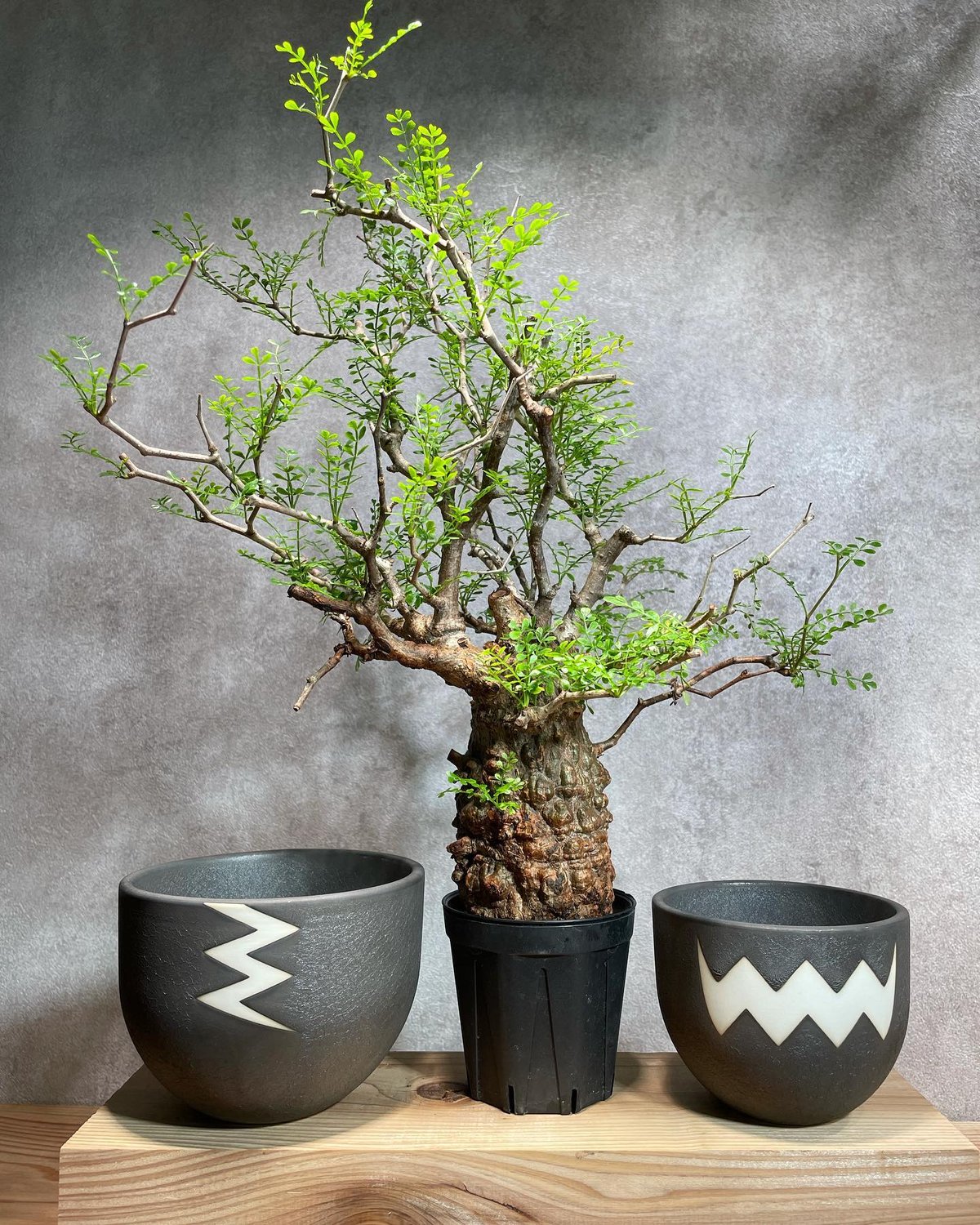 fit=scale-down,w=1200 fit=scale-down,w=1200