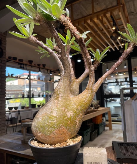 パキポディウム グラキリス　Pachypodium gracilius 　発根済　(gk-506）